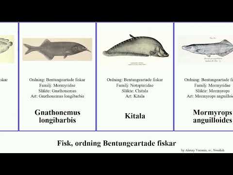 Fisk, ordning Bentungeartade fiskar fish featuring nigricans arowana Mormyrops Koita Vandals Fanta