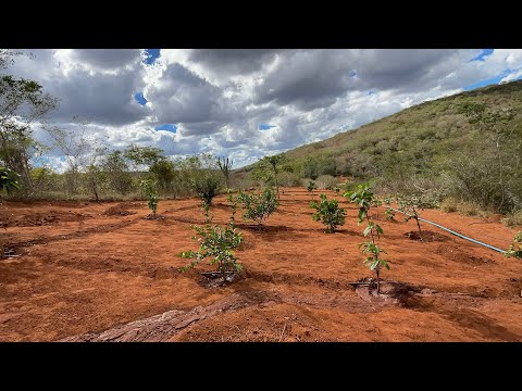 PROGETO DE IRRIGAÇÃO NA CAATINGA (POÇOES BAHIA)