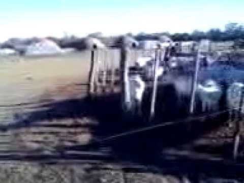 NuRePo caprino Villa Berteth III Chaco domingo julio 2012 Argentina