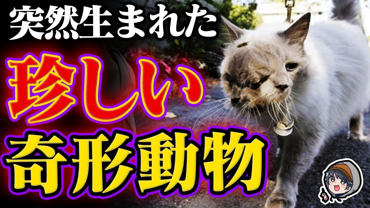 Download 衝撃 突然変異した奇妙な動物５選 Daily Movies Hub