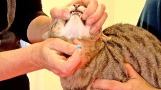 Hier sind einige tipps und tricks, wie sie ihrer katze eine tablette verabreich