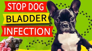 How to Stop Bladder Infections and Stones in Dogs (FIX The Underlying Cause)