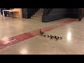 Mother Duck and her Ducklings Visit High School - 988864-1