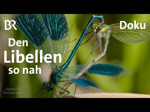 Libellen: Feine Naturschönheiten ganz nah - Schutz & Lebensraum | Zwischen Spessart und Karwendel|BR