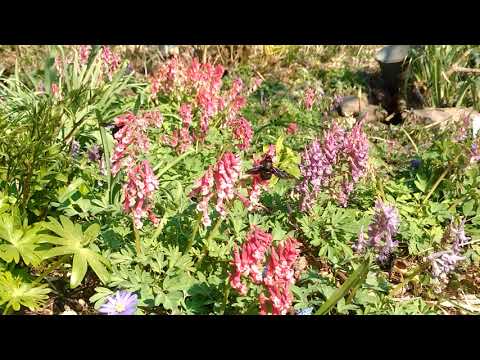 Holzbienen am Lerchensporn