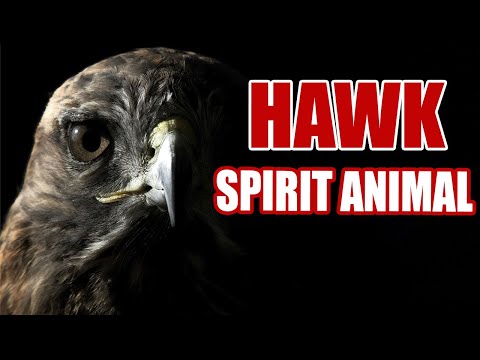 Hawk Spirit Animal – What Does It Mean When You See a Hawk?