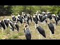 Marabou Stork Undertaker Bird Unusual Large Flock In Kruger Park