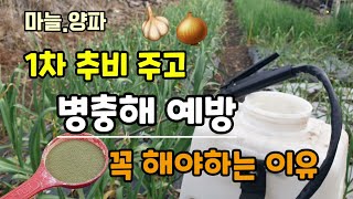 마늘.양파 첫추비 주고 병해충 예방 꼭 해야하는이유 보르도칼 모두싹 마늘양파 병해충예방치료법