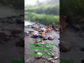 Suasana Orang Mandi Zaman Dahulu