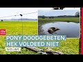 Pony waarschijnlijk slachtoffer van wolf & actie voor drukkerijmuseum Meppel | Drenthe Nu
