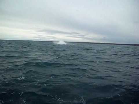 Humpback Whale Hook Head