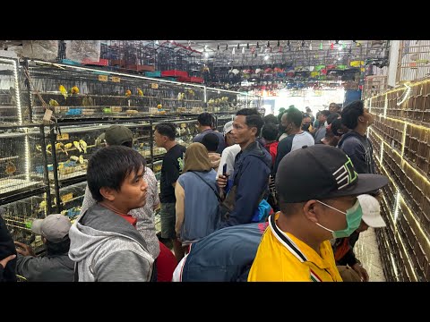 UPDATE STOK BURUNG DI HARI MINGGU !!! KACER - KENARI - LOVEBIRD - CIGUN - SOGON - CENDET DLL