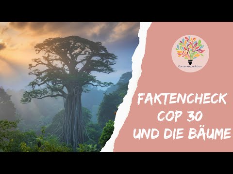 Faktencheck COP 30: Warum Bäume pflanzen nicht immer das Klima rettet