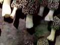 Morel Bounty 2005
