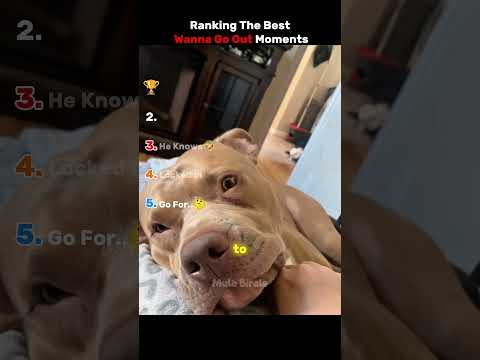 Ranking Best Wanna Go Out Dog Moments♥️