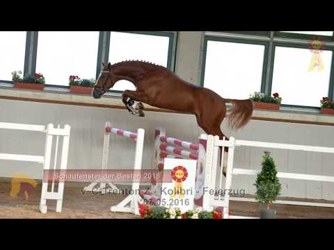 36. C-Trenton Z - Kolibri