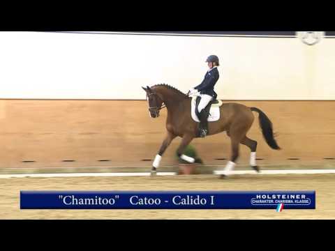 112. Chamitoo v. Catoo - Calido I