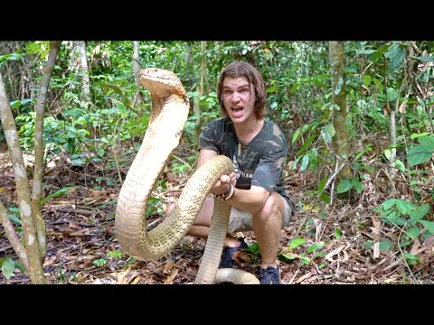 Worlds Biggest KING COBRA in JUNGLE of BORNEO?! Pt.2
