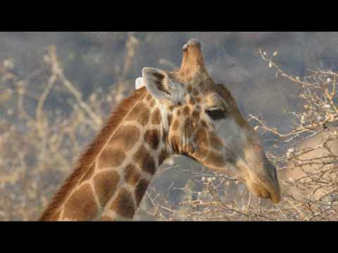 Bildershow vertont_Namibia vom Erongogebirge bis zum Waterberg