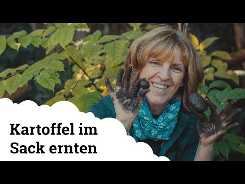 Kartoffel im Sack | Die Ernte des Experiments! 🥔