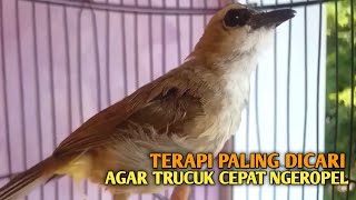 Download lagu Trucuk BETINA memanggil Jantan Suara Birahi Ngecuplik 100% pancingan trucukan gacor agar BUNYI EMOSI mp3 Download lagu Trucuk BETINA memanggil Jantan Suara Birahi Ngecuplik 100% pancingan trucukan gacor agar BUNYI EMOSI mp3