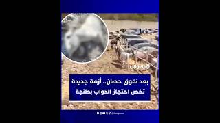 بعد حادثة نفوق حصان.. أزمة جديدة تخص احتجاز دواب في محجز خاص بالسيارات في طنجة thumbnail