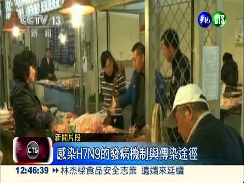 禽流感新變種 H7N7病毒恐傳人