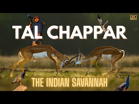 Tal Chhapar Wildlife Sanctuary | The Indian Savannah | 4K Wildlife Vlog