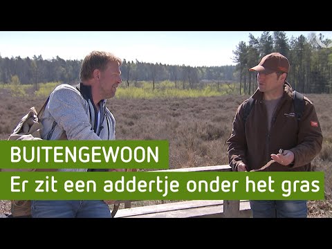 Er zit een addertje onder het gras | BuitenGewoon