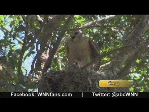 Dive-Bombing Hawks Defend Nest