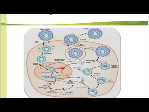 Quantitative HBsAg and its Role in Chronic Hepatitis B Patient Management