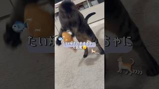 たい焼きのおもちゃに大興奮する猫