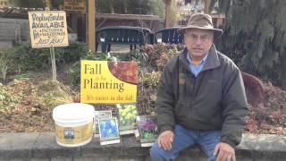 How To Plant Bulbs