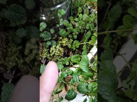 一年中楽しめるミントの植え方は？  庭園