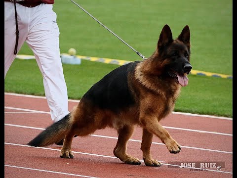 CYRUS VOM OSTERBERGER LAND-HISTORIAS DE SANGRE-EDUARDO DURAN HAEDO- ESTRENO