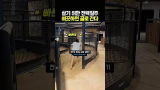 Download lagu 진짜 광기를 보았다. 미친 순발력 레전드 #도파민 #웃긴영상 #쇼츠 mp3
