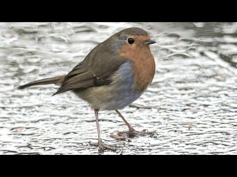 Unnatural Selection | Terra Mater Studios (Official Trailer)