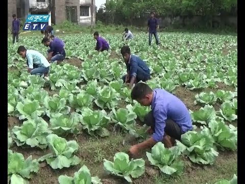 ঝিনাইদহ কৃষি ইনস্টিটিউটে বিষমুক্ত ফসল
