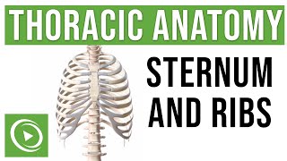 Thoracic Anatomy: Complete Guide to Skeleton Stern