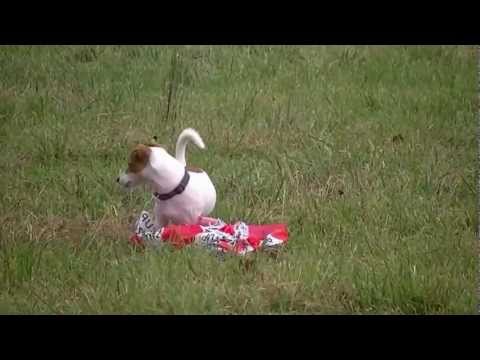 Coursing trénink 3.11.2012 - JRT