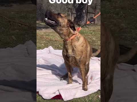 Hector, an adoptable Mountain Cur Mix in St. Catharines, ON_image-1