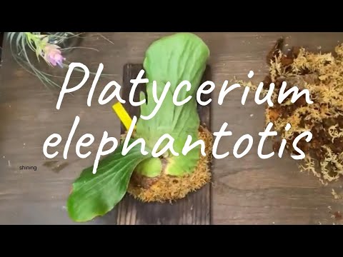 プラティケファルスについて詳しく解説