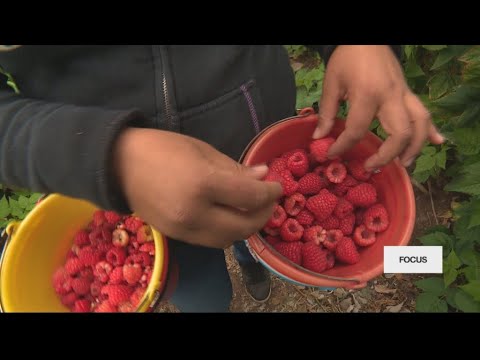 War of the berries: Is Mexico drowning the US market?