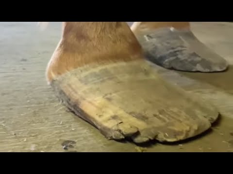 LONG HOOVES get treated by JOURNEYMAN FARRIER