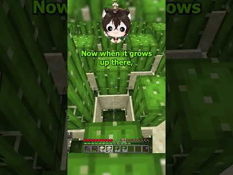 How my skyblock cactus farm works  (Minecraft Skyblock NeoNetwork)