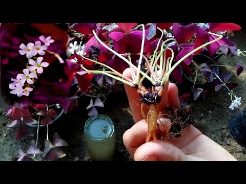 download lagu mp3 mp4 Butterfly Plant, download lagu Butterfly Plant gratis, unduh video klip Butterfly Plant