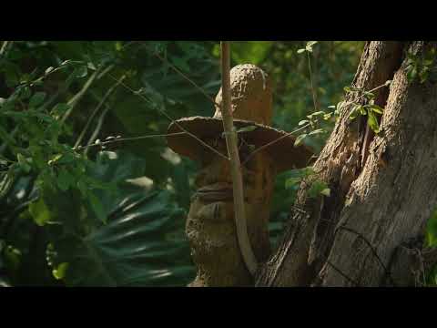 "El Pombero" (Tráiler) | Historias de Corrientes