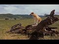 Old Yeller 1957 Opening Song