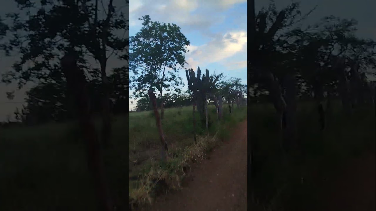 estrada velha,belo alto #viral #sertão #toada