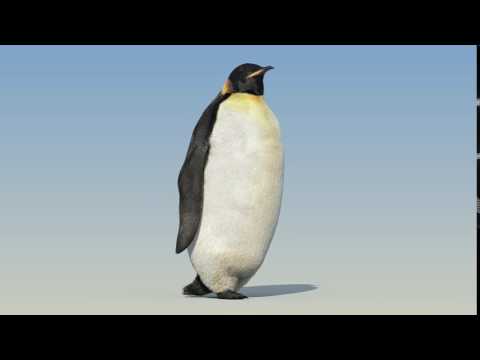 Penguin walk cycle animation